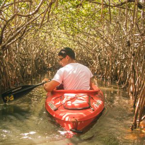 Canoe in mangroves