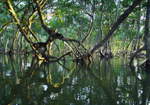 Mangroves